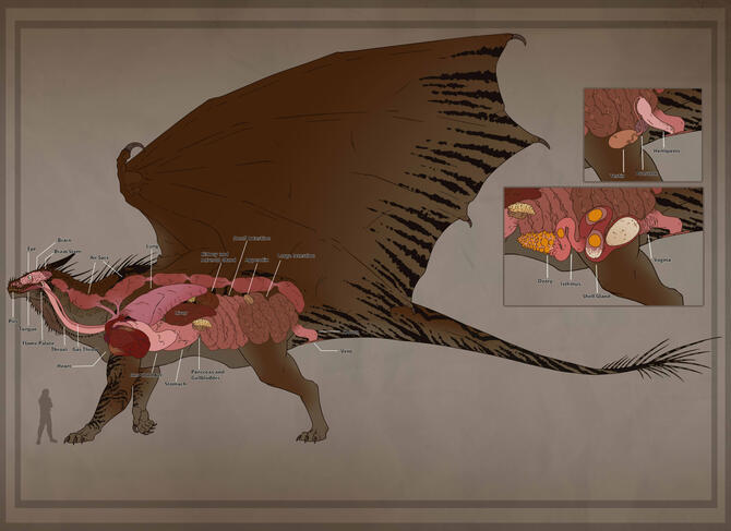 Dragon Anatomical Diagram